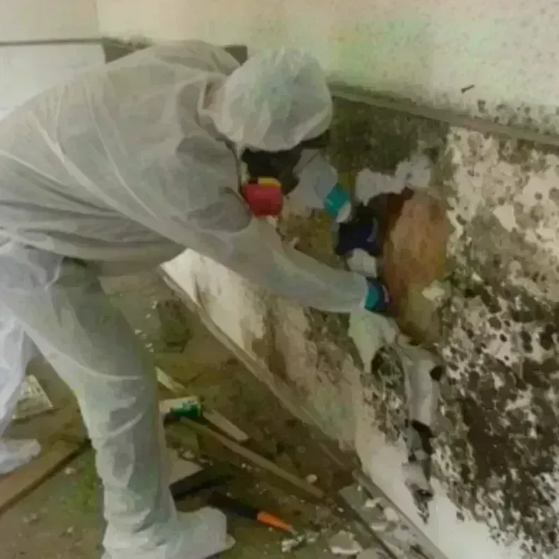 Mold Remediation and Removal in Oak Grove, SC